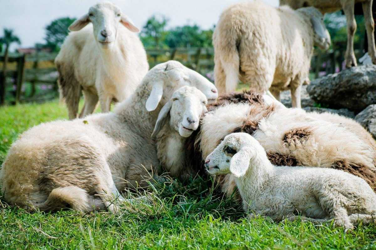 Работа овцеводом в Болгарии