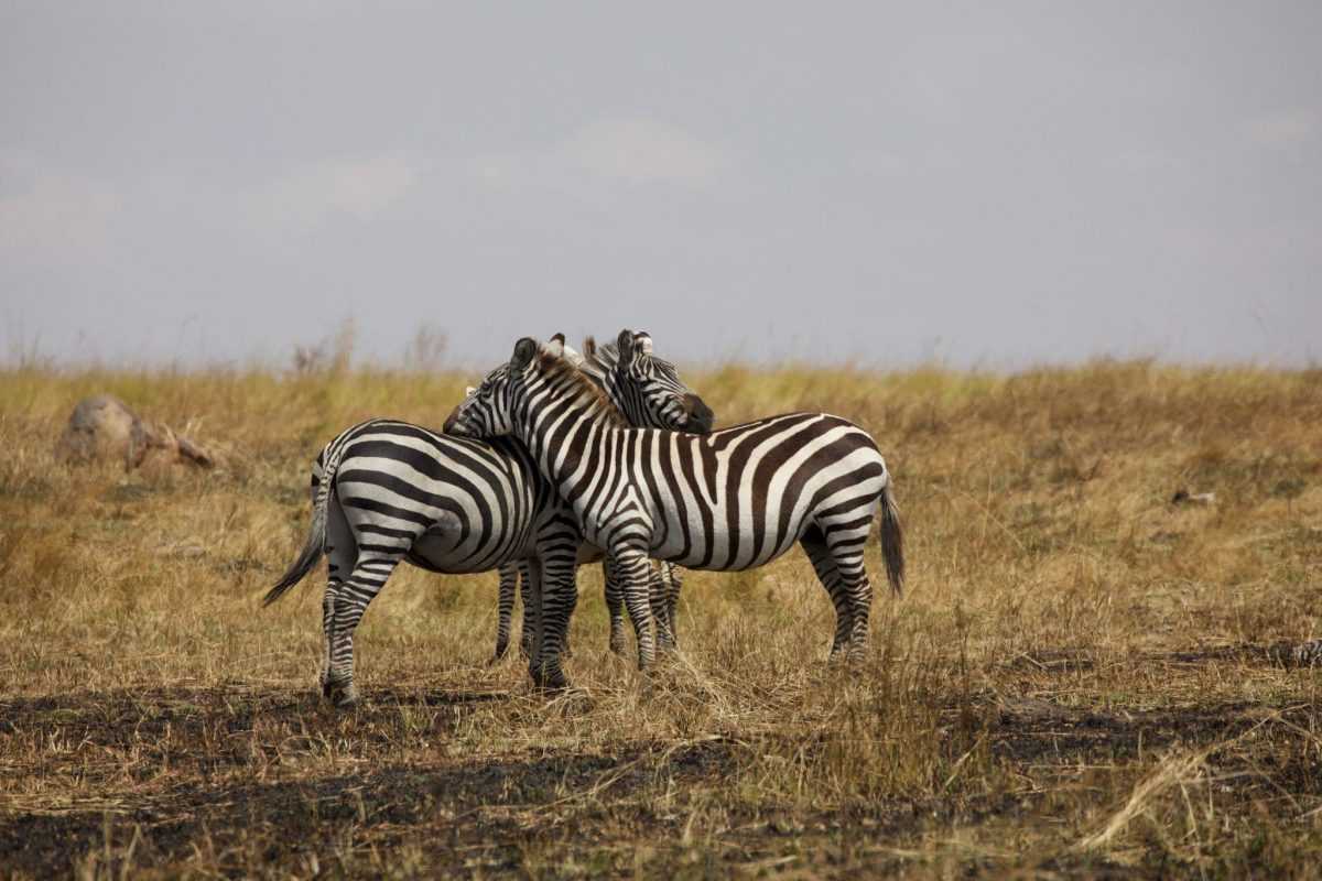 Зебры в Африке