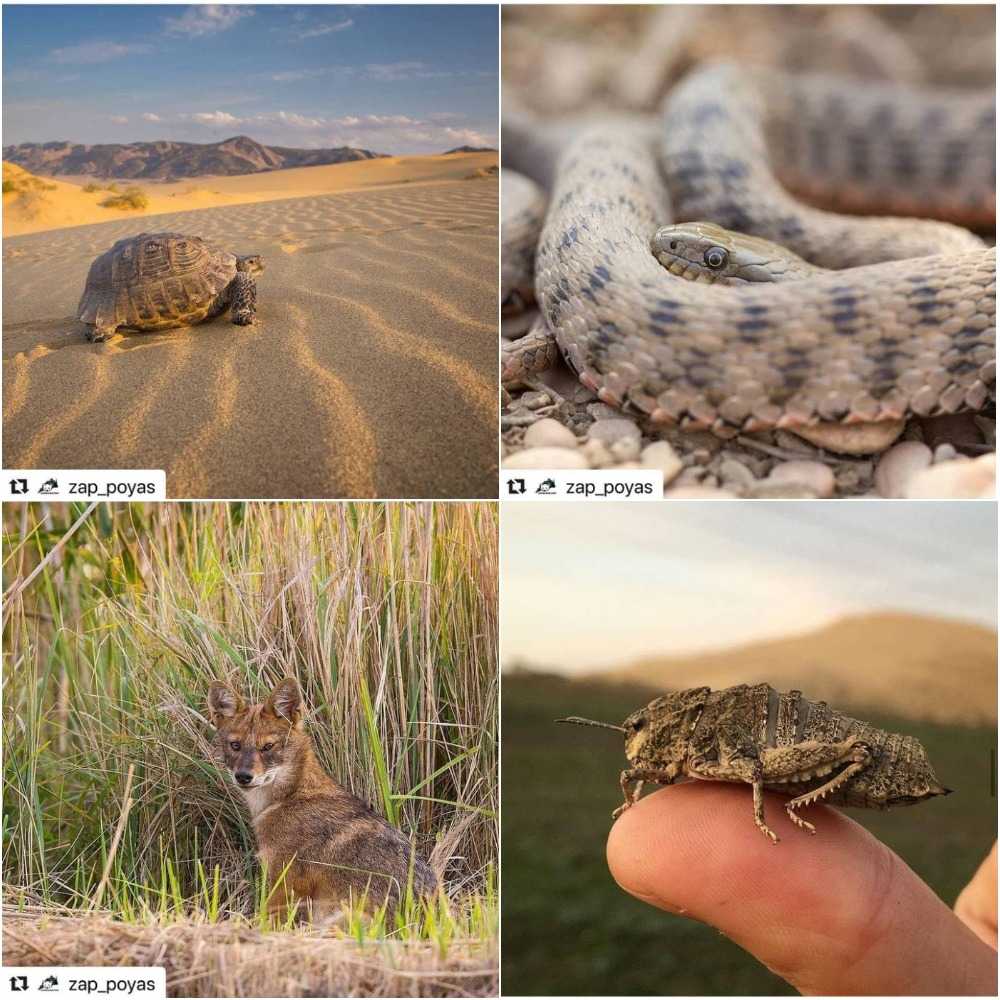 Животные в пустыне Сарыкум